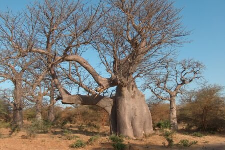 BaobabElephantBandia