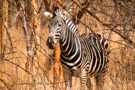 Zebra in Bandia, Senegal, West Africa