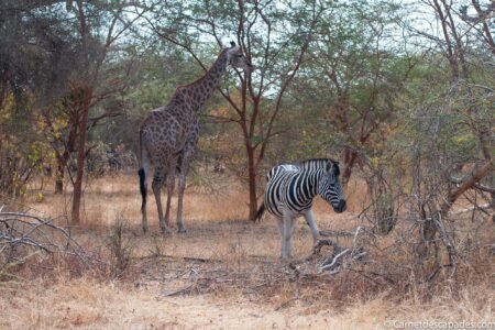 senegal-reserve-bandia