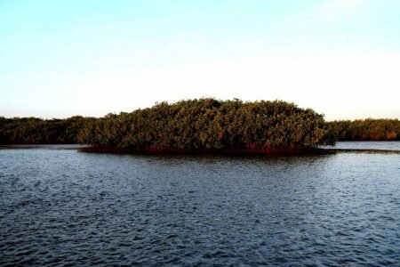 oyster-farm